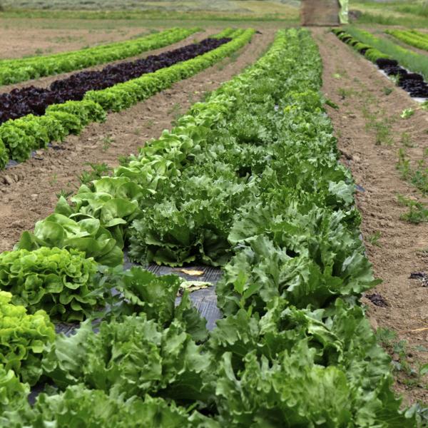 Baillet Latour Prijs voor Innoverende Tuinbouw