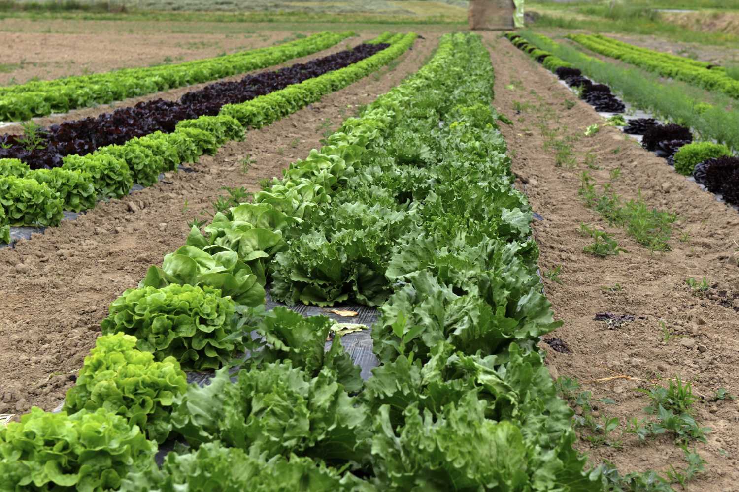 Baillet Latour Prijs voor Innoverende Tuinbouw