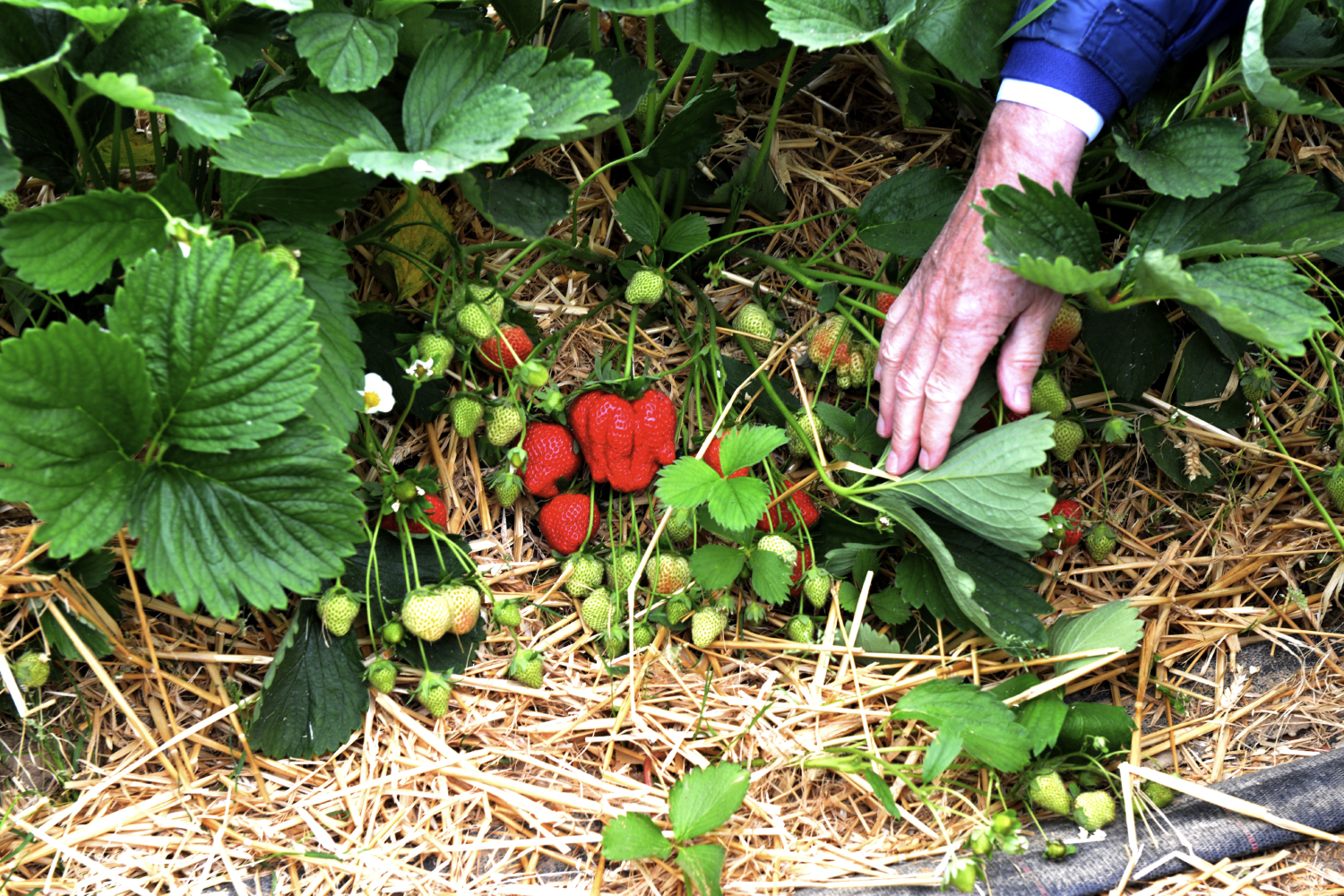 Baillet Latour Prijs voor Innoverende Tuinbouw