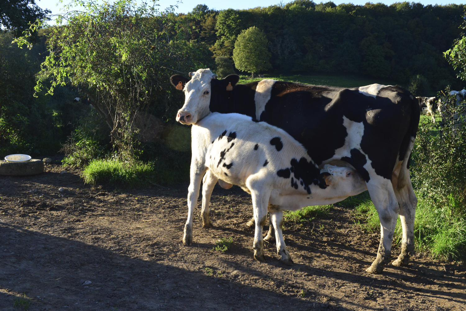 Overgangsprojecten naar duurzame landbouw en voedselsystemen